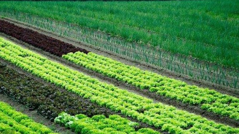 四川农技推广站收费标准解析：了解收费标准背后的考量因素