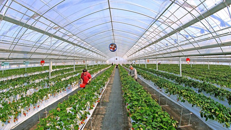 粮食种植补贴与农机补贴：有何区别？**