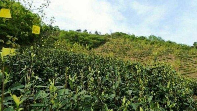 水稻种植，如何选对种子、农药和肥料套餐？**