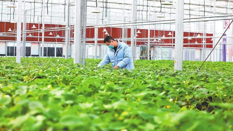 河南粮食种植合作社收费标准解析：合理定价背后的考量因素