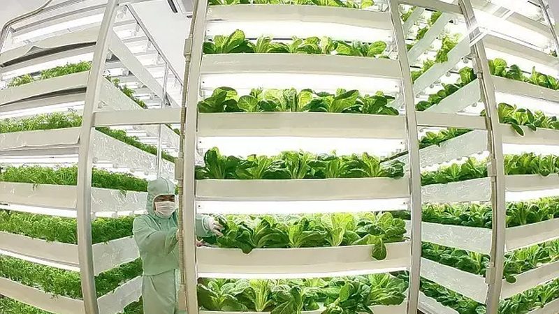 花卉温室微喷灌：如何打造高效灌溉系统？**