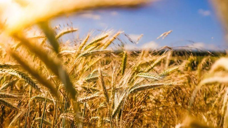 种养结合农场如何实现有机肥料批发定制**