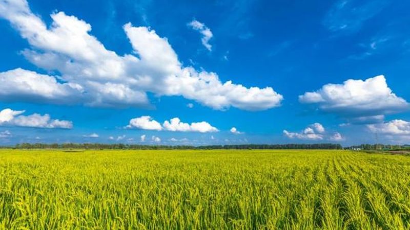 农业产业园基础设施对比分析：如何打造高效生态种植环境