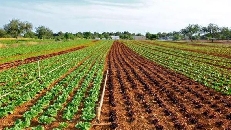 粮食种子规格型号：揭秘种植者的“种子密码
