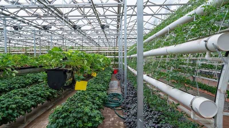 水果农产品批发规格型号全解析：如何选择合适的产品