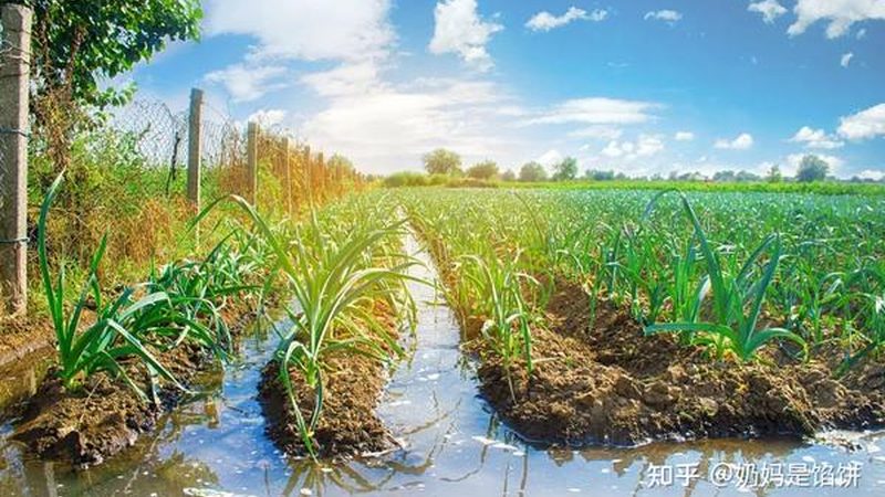 农资复合肥：揭秘参数背后的科学奥秘**