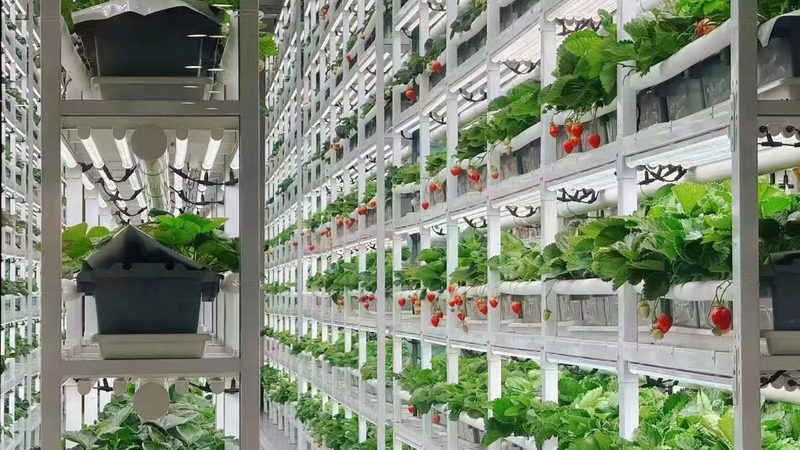 果蔬配送成本核算：揭秘背后的关键因素