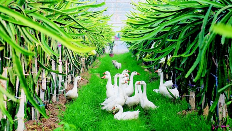 水果种植品牌加盟流程步骤